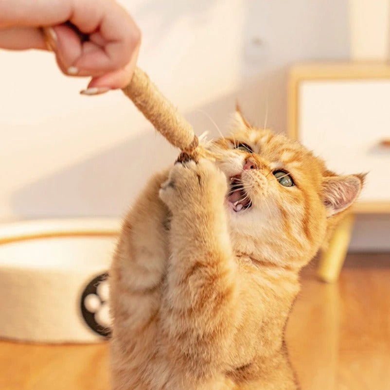 Popular Wood Polygonum Teasing Cat Toy Snacks Self